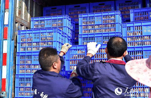 馬山縣 龍頭企業引領扶貧農產品走向國內外市場