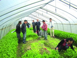 開展農產品質量安全縣創建 打造現代農業轉型發展的綠色引擎