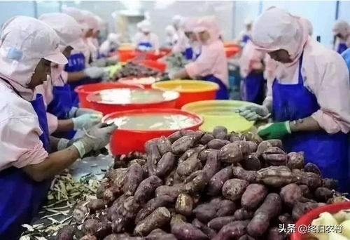 10-20萬農(nóng)村創(chuàng)業(yè)指南 十大農(nóng)產(chǎn)品加工項(xiàng)目點(diǎn)亮鄉(xiāng)村振興路